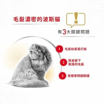 Royal Canin 法國皇家 - Persian 波斯貓 [成貓配方] - 圖片 4
