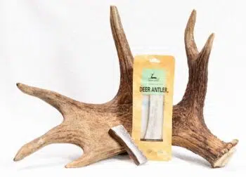 Dear Deer - Deer Antler 鹿角(S) - Image 2