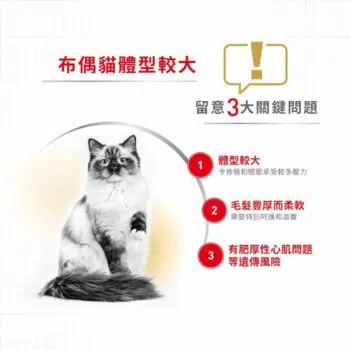 Royal Canin 法國皇家 - Ragdoll 布偶貓 [成貓配方] - 圖片 4