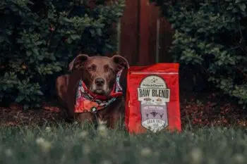 Stella & Chewy's - Free Range 低溫烘焙乾糧+凍乾生肉粒 [小羊撞鹿配方][全犬] - Image 4