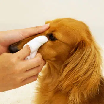 DoggyMan - 犬貓用眼睛清潔濕紙巾 30片 #945287 - Image 2