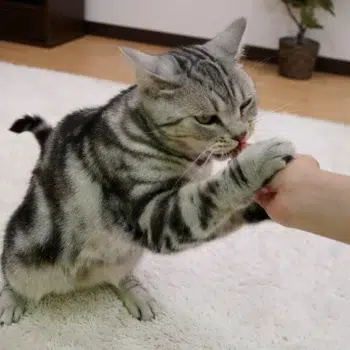 CattyMan - 吞拿魚鰹魚肉粒 [12粒] - 圖片 4