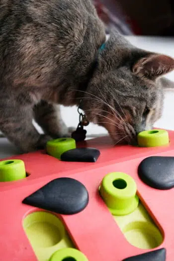 Petstages Puzzle Play- 西瓜瘋狂拼盤智力玩具[貓用] - Image 4