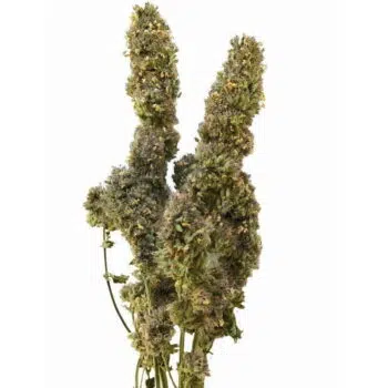 From The Field -貓薄荷花蕾0.5oz - Image 3