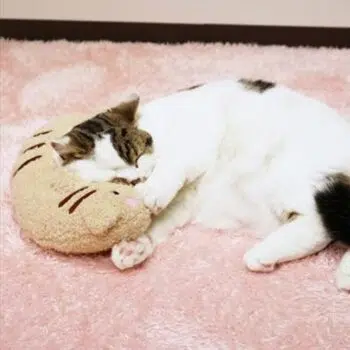 CattyMan - Tora 貓安眠枕 - Image 3