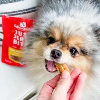 Stella & Chewy’s - Just Jerky Bites Real Chicken Recipe 肉乾小食 6oz [放養雞、雞腎] [犬] - Image 3