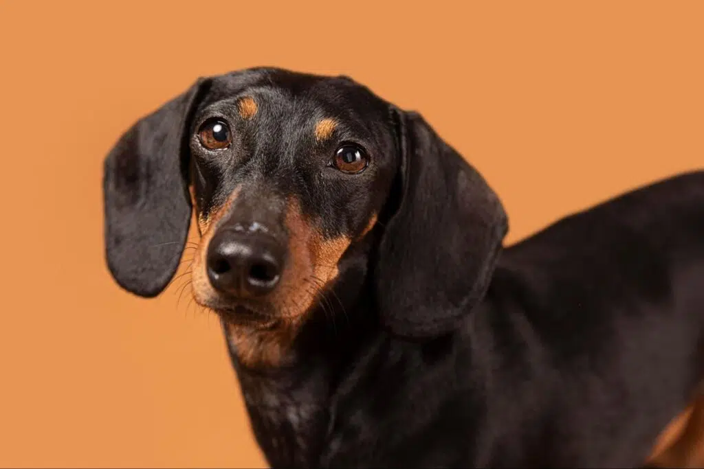 狗狗耳朵發炎原因-狗狗耳朵發炎犬種-狗狗耳朵發炎藥水