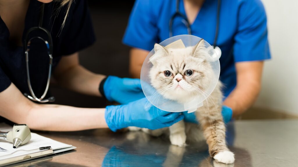 貓絕育-絕育貓-貓貓絕育