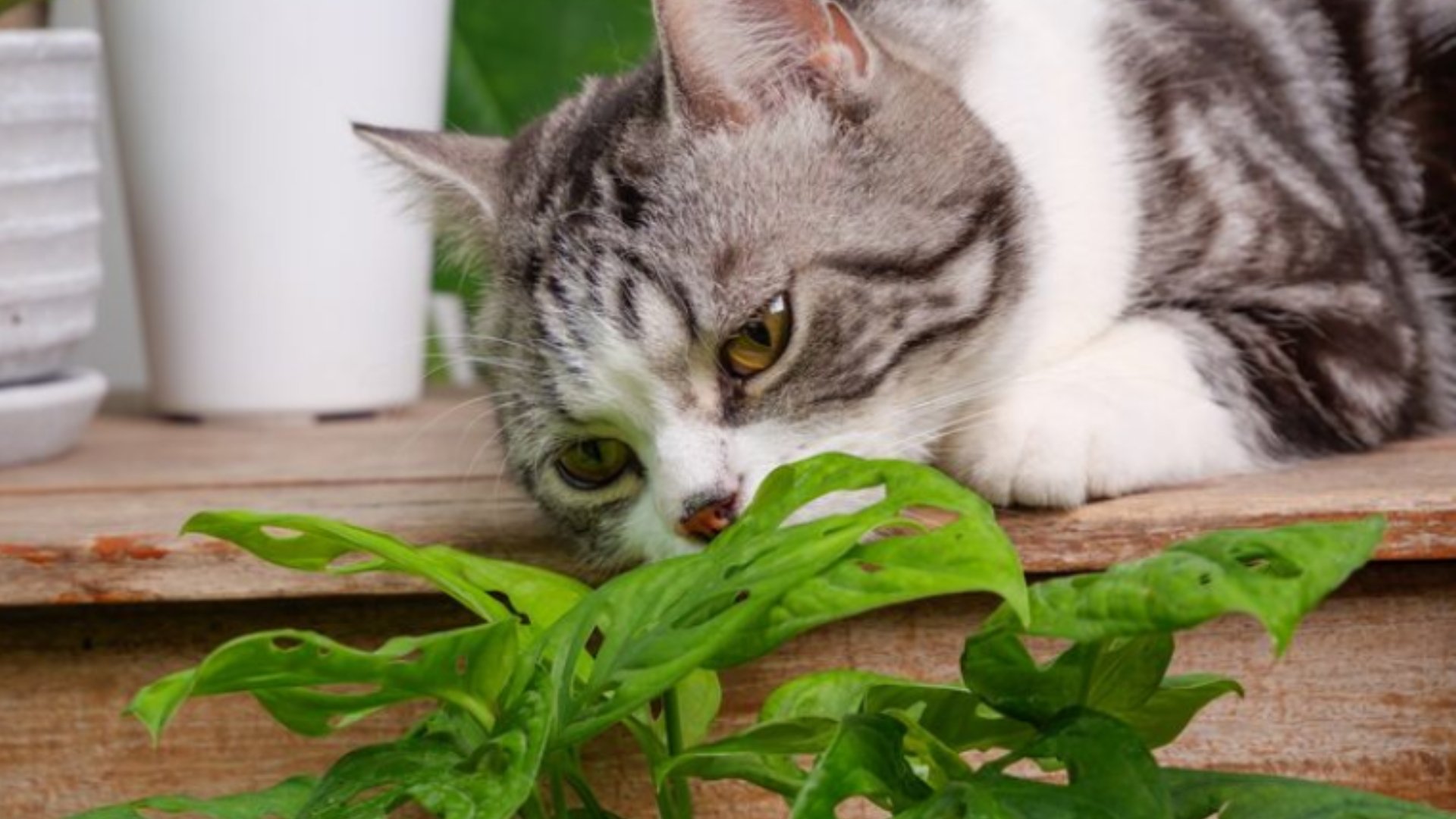 貓薄荷-貓薄荷功效-貓薄荷用法
