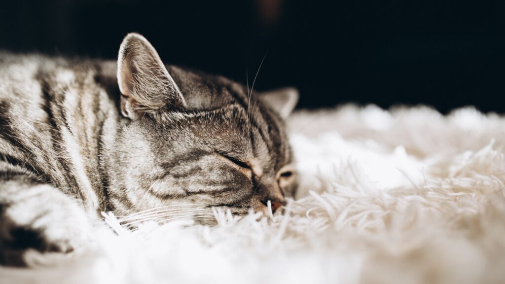 貓感冒-貓感冒症狀-貓傷風