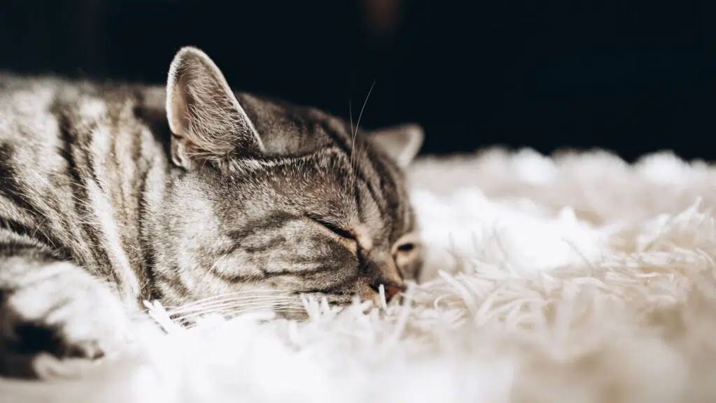 貓感冒-貓感冒症狀-貓傷風