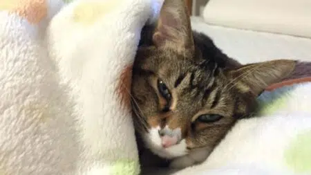 貓感冒-貓感冒症狀-貓傷風