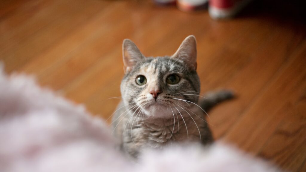 貓感冒藥-貓感冒症狀-貓傷風