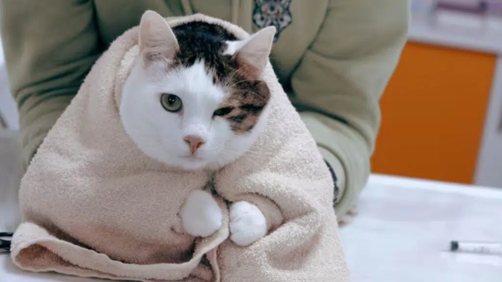 貓感冒預防方法-預防貓感冒-預防貓傷風