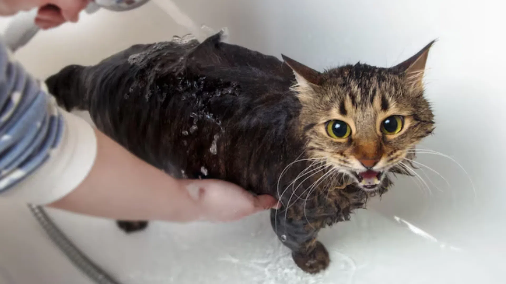 貓貓沖涼-貓沖涼-貓沖涼步驟