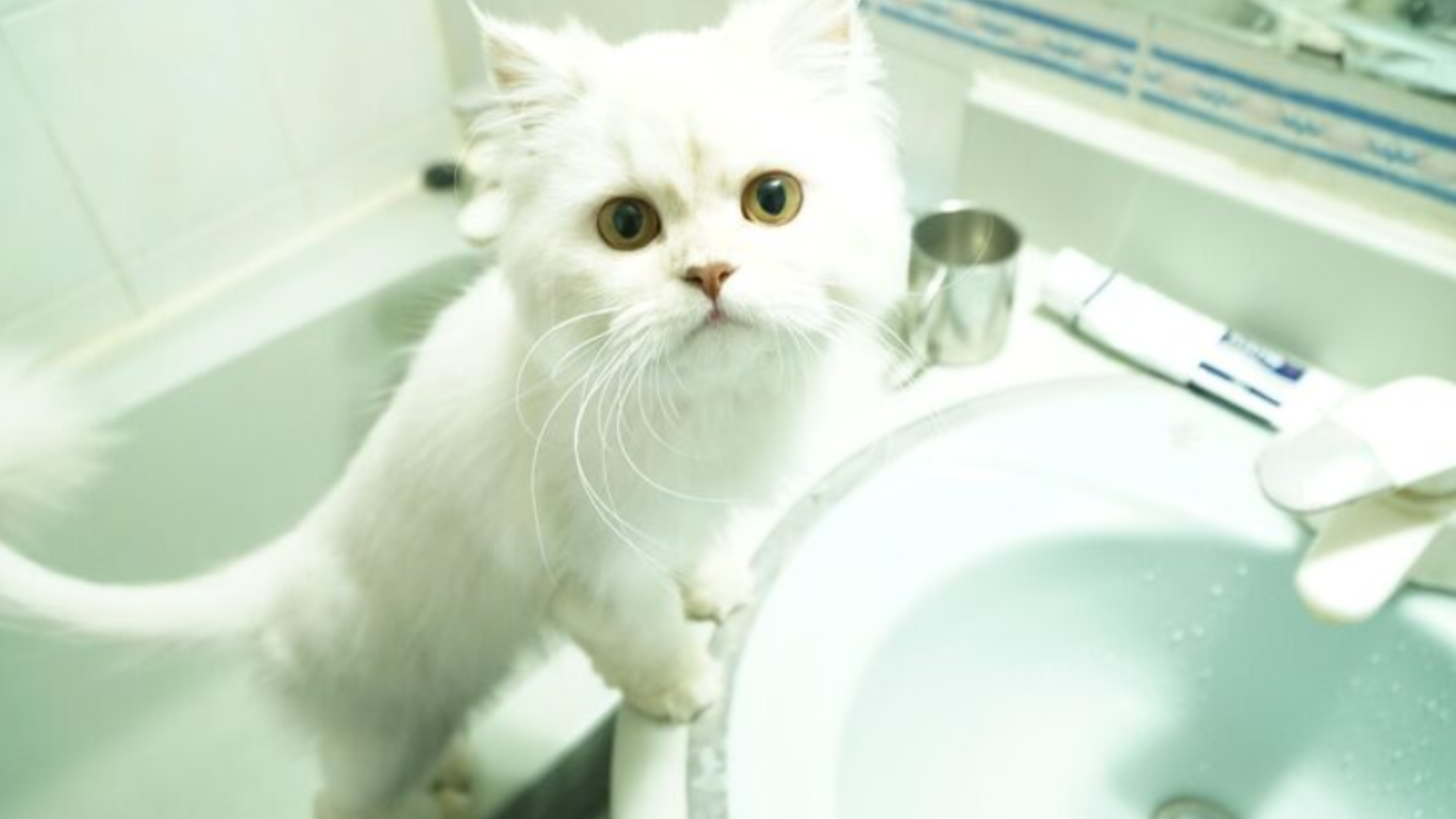 貓貓沖涼-貓沖涼準備-貓沖涼