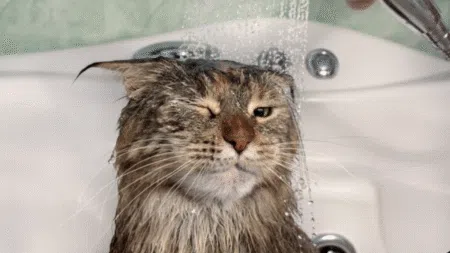 貓貓沖涼-貓要沖涼嗎-貓沖涼