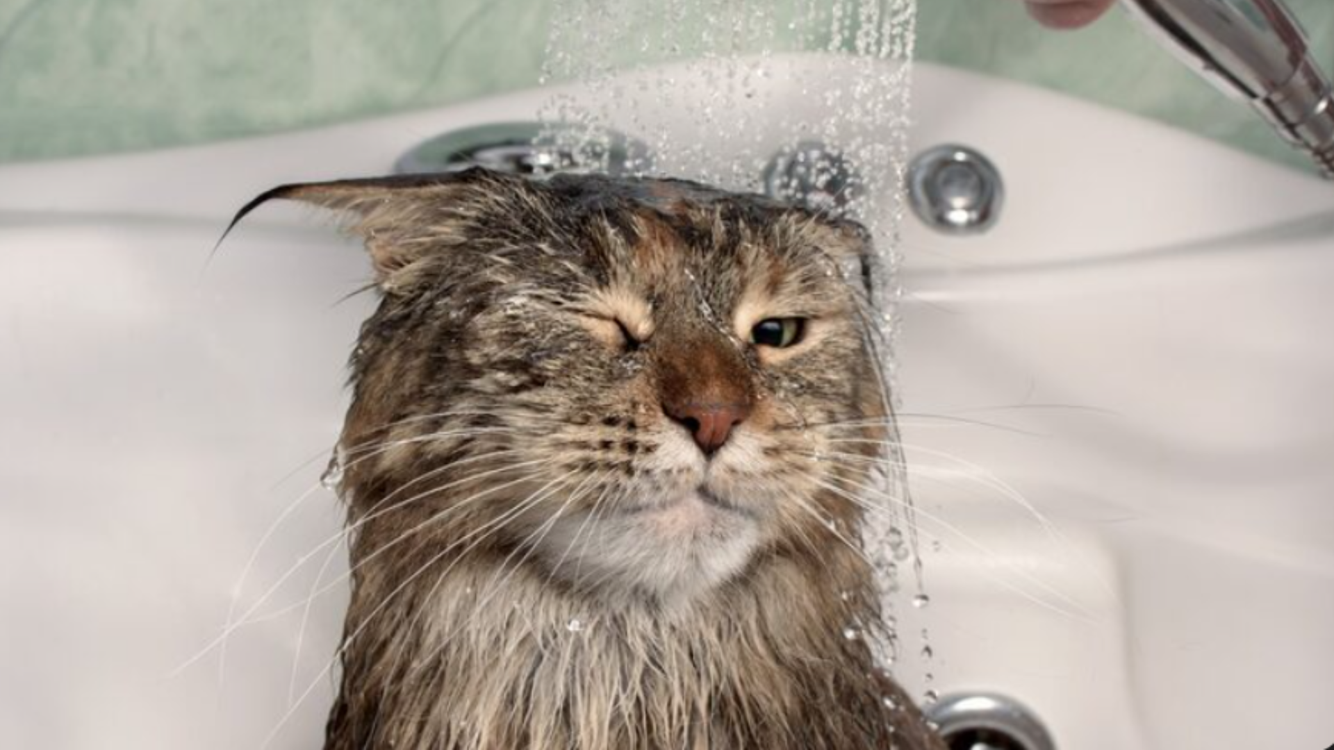 貓貓沖涼-貓要沖涼嗎-貓沖涼