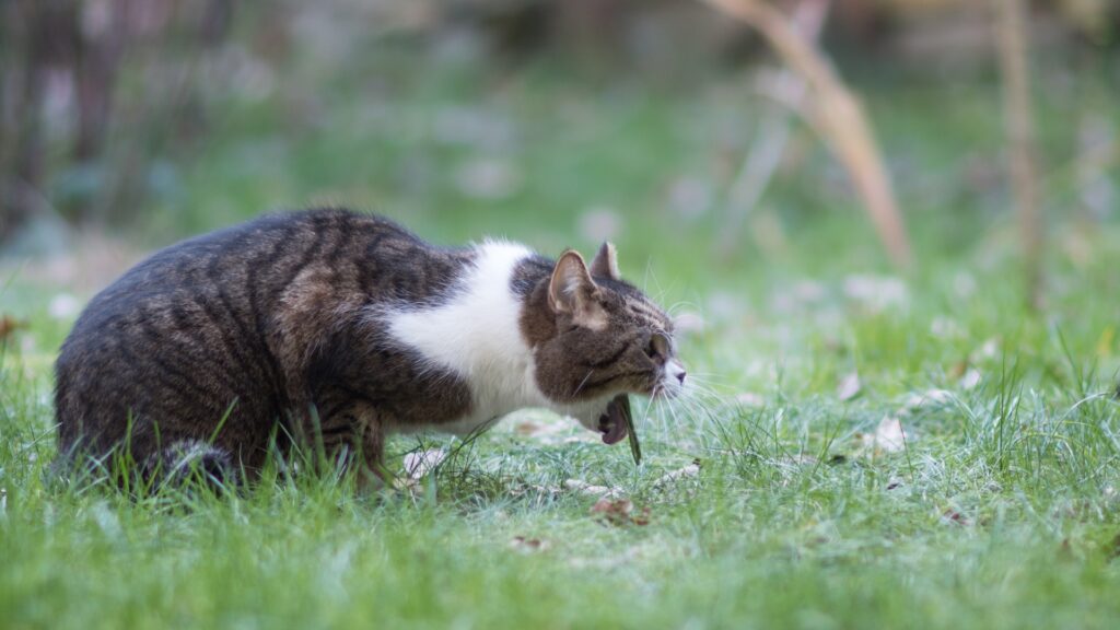 貓吐毛-貓吐毛球-貓吐毛原因