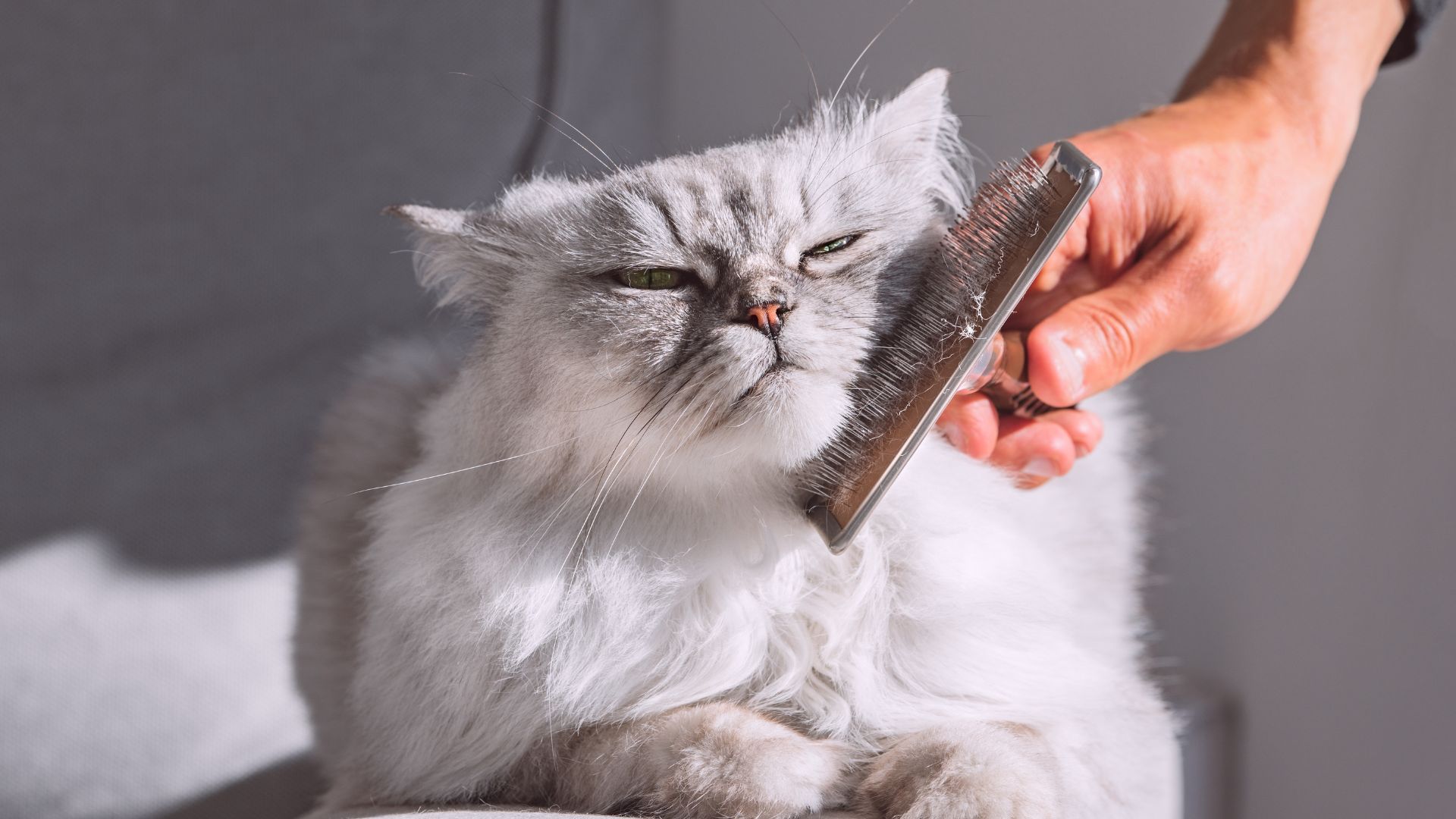 預防毛球症-貓吐毛-毛球症