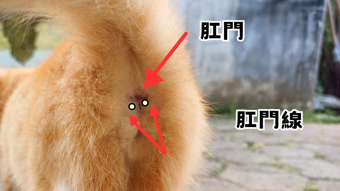 肛門線位置-肛門腺-貓肛門腺