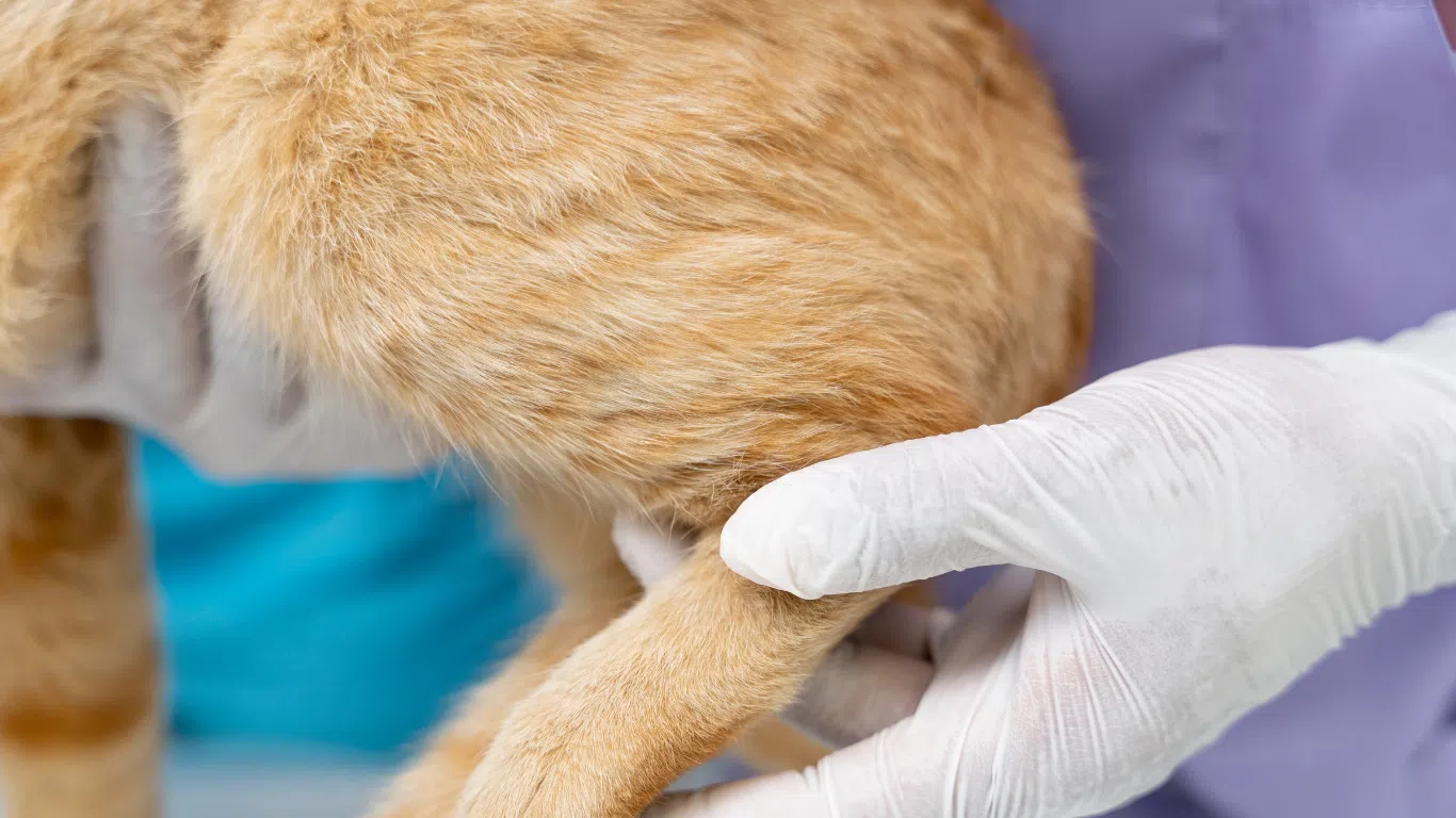 貓肛腺發炎-肛門腺阻塞-貓肛門腺發炎症狀