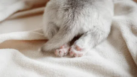 肛門線-貓肛腺發炎-貓肛門腺