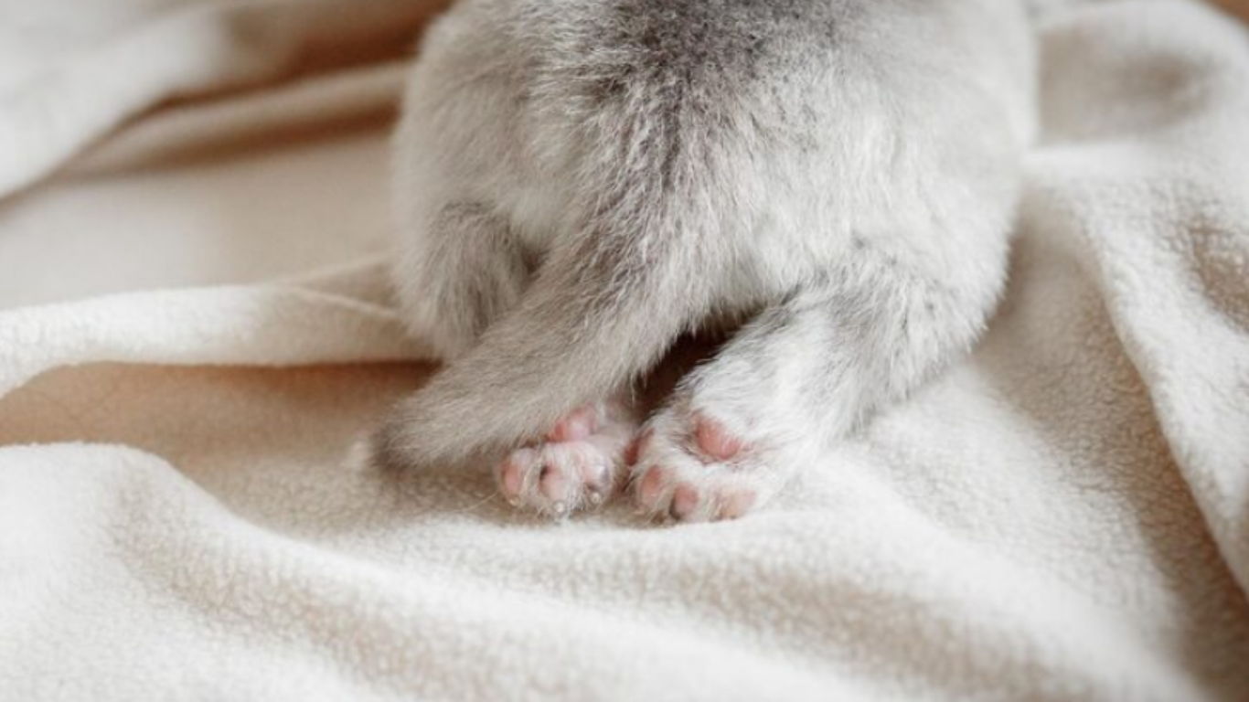 肛門線-貓肛腺發炎-貓肛門腺