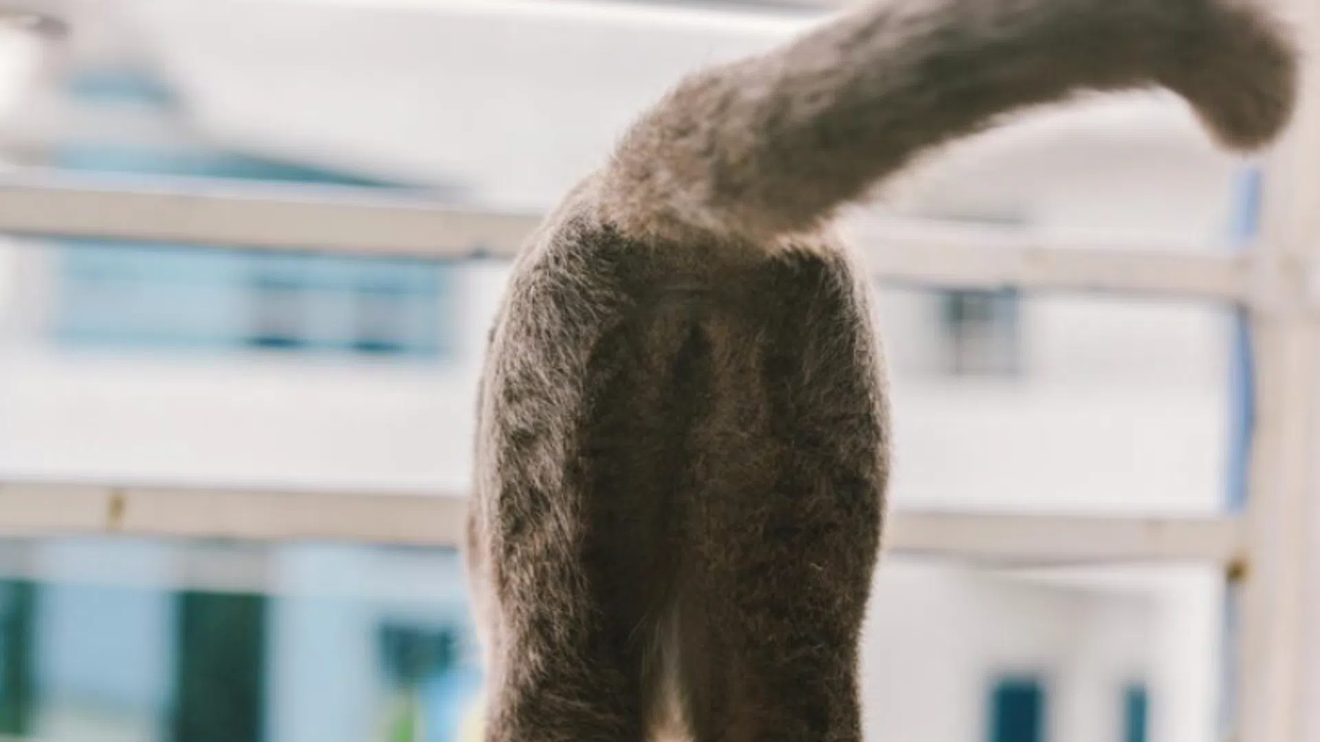 貓肛腺發炎-肛門腺-貓肛門腺