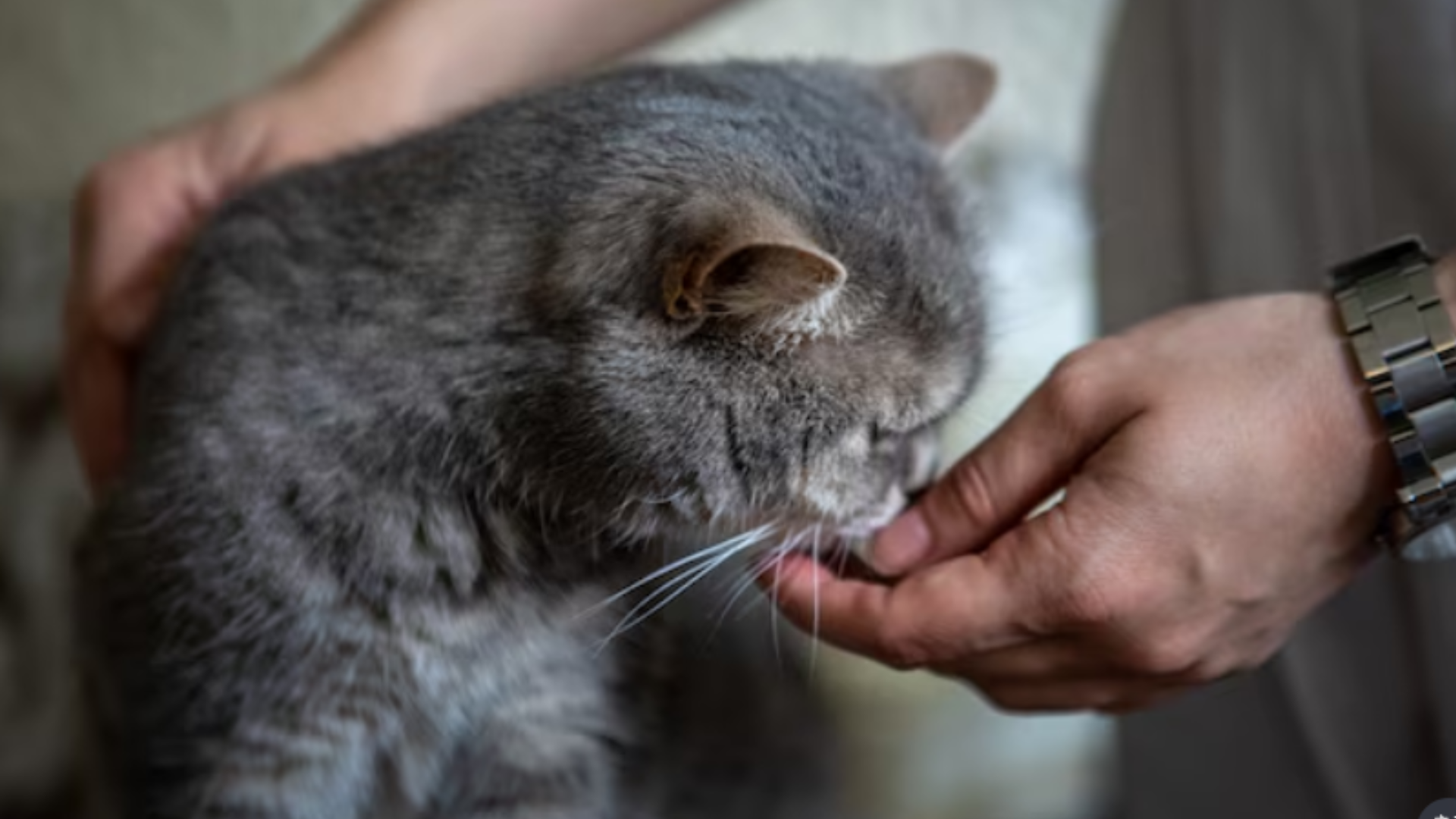肛門腺-貓肛門腺-肛門腺保養