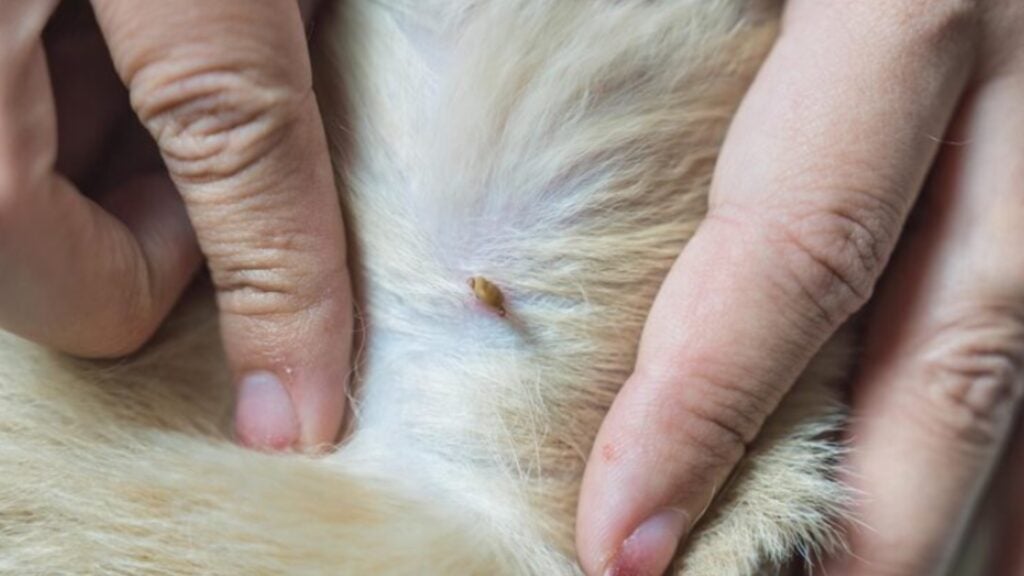 狗蚤-狗蝨處理-滅蝨方法